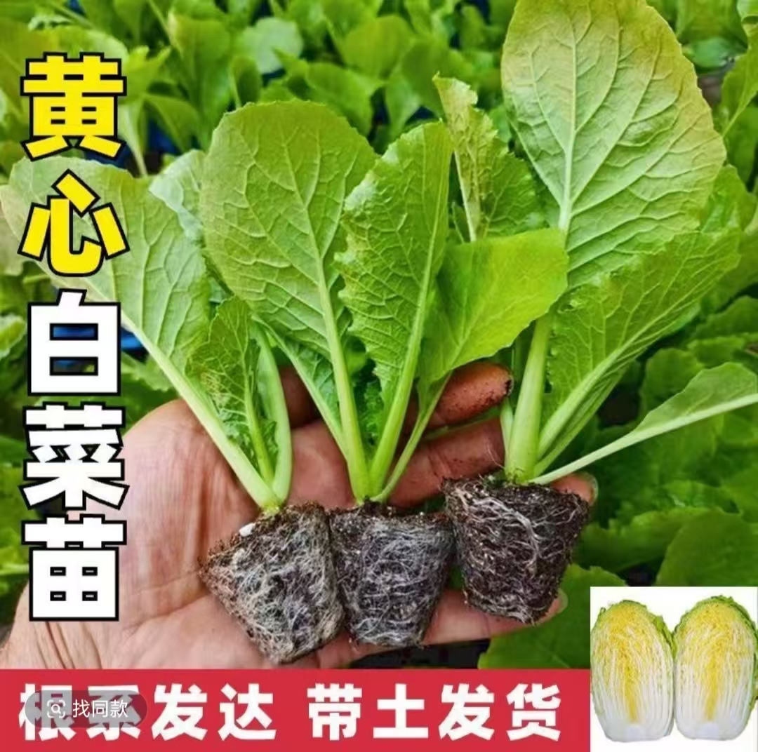【娃娃菜】黄心苗带土现拔四季可移栽种植的蔬菜秧苗