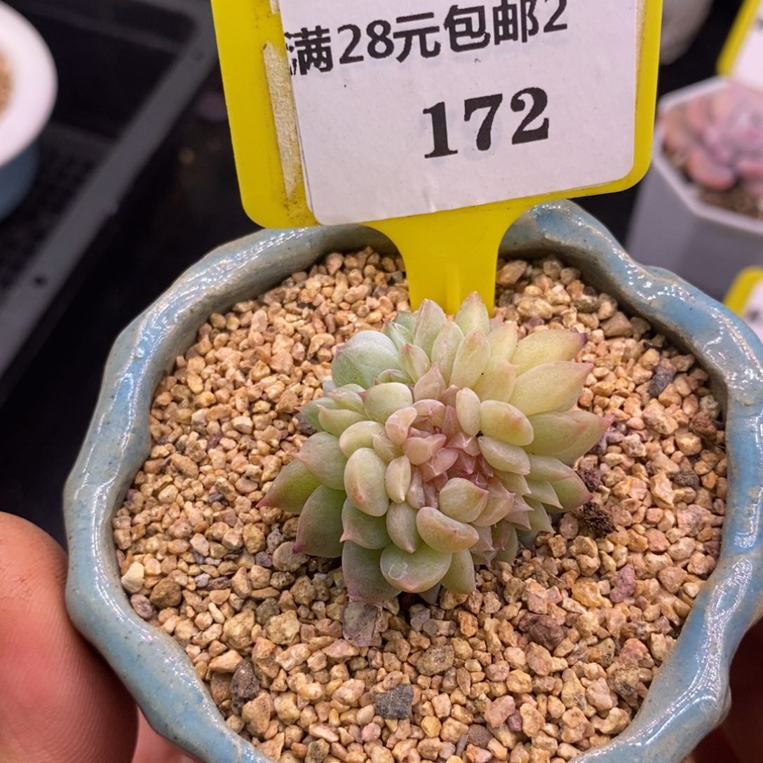 2172糖心优选缀多肉植物
