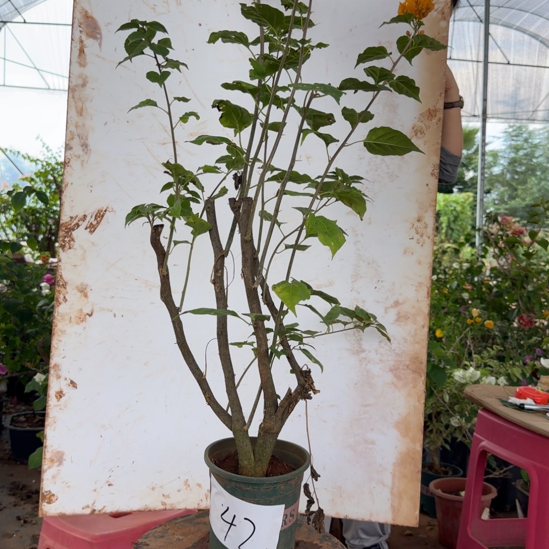 完全开放柠檬黄42少量花苞开放