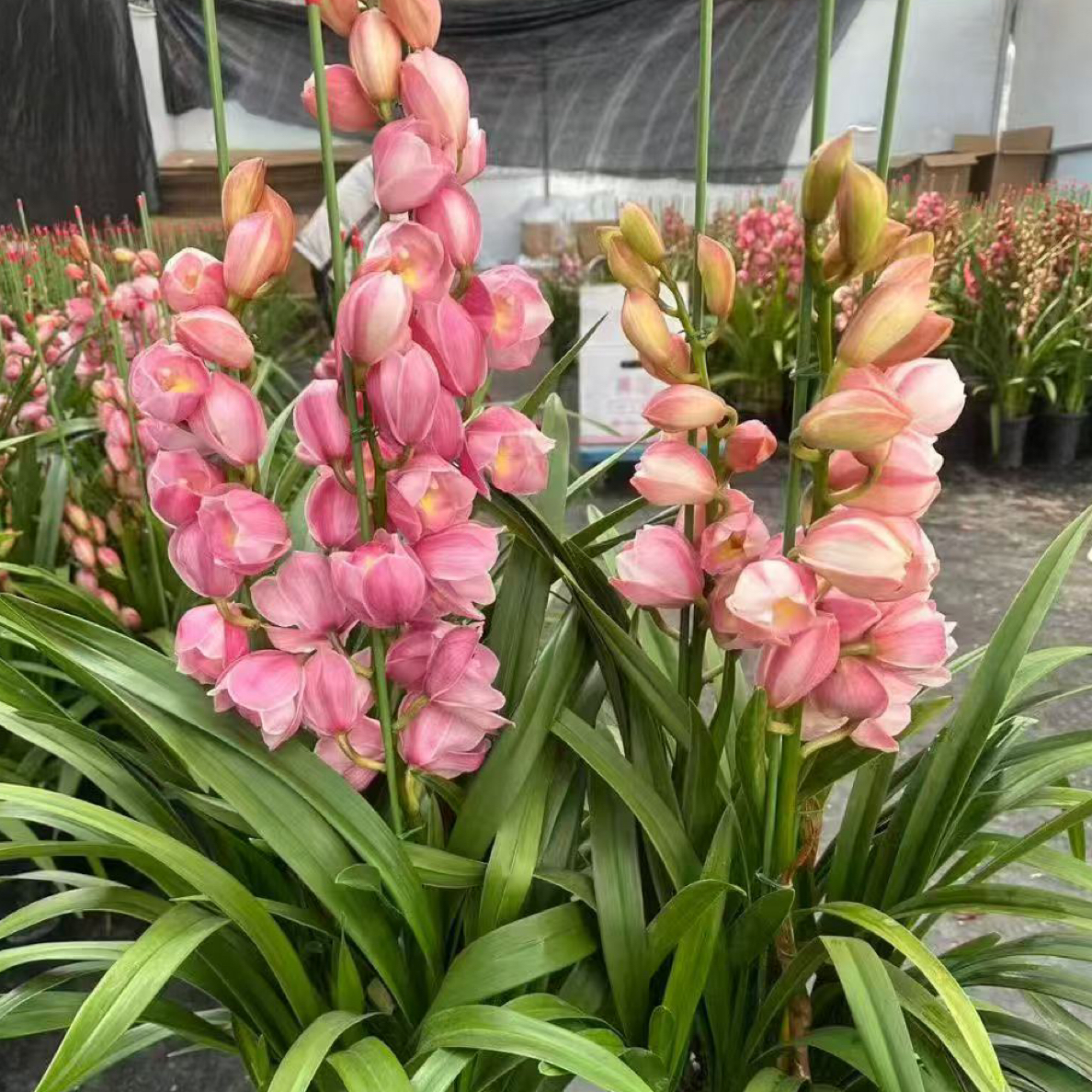 [年宵花]六朝金粉大花惠兰室内高档盆栽花期长易养护可桌面可落地