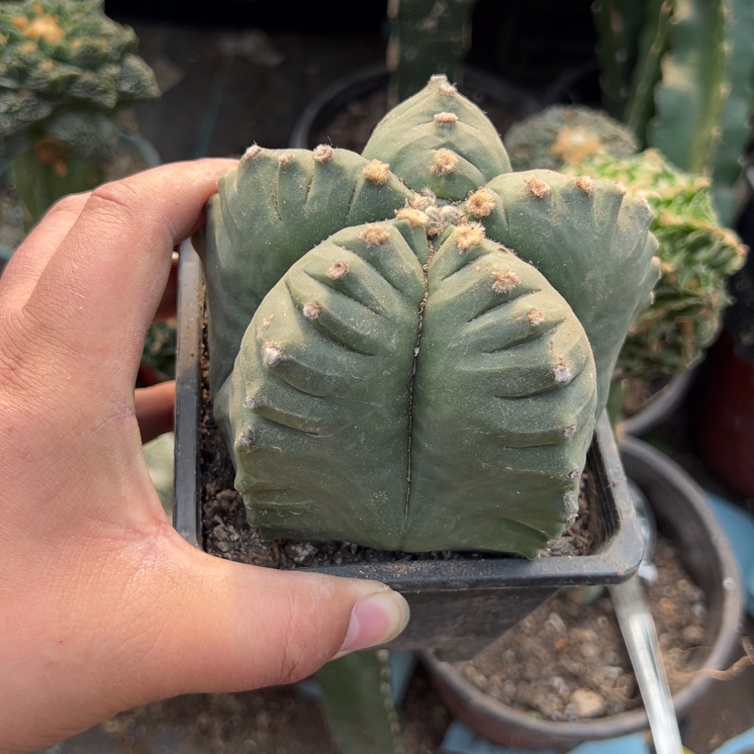 11.8自根龟甲鸾仙人球547