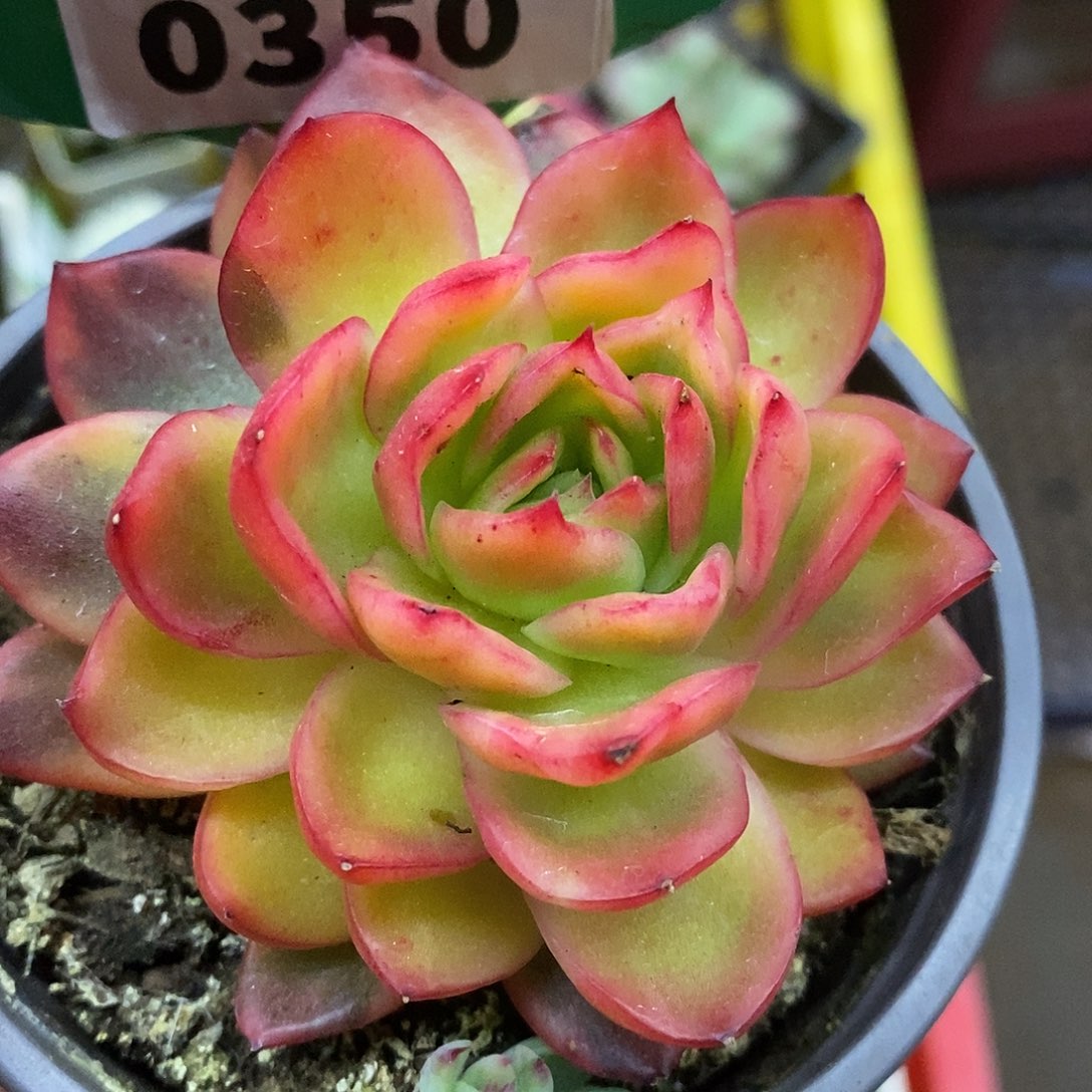 350哈哈哈哈哈哈哈