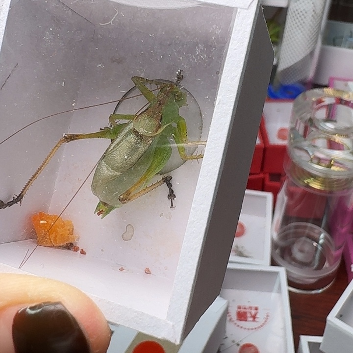 手***雲蟋蟀一条扎嘴。         