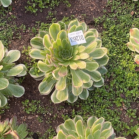 1263孔雀翎多肉法师