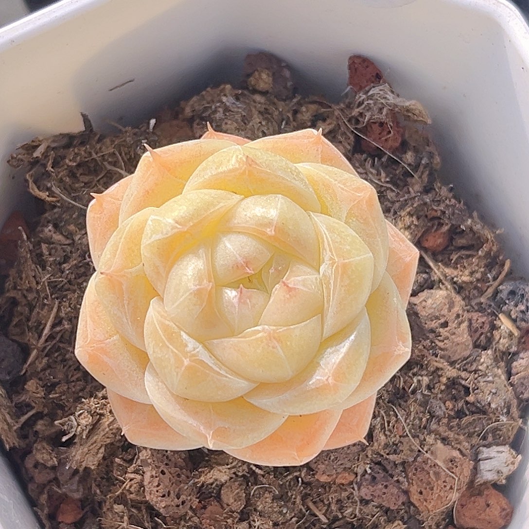 145一物一拍 夏末精控