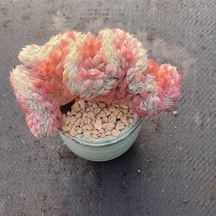 (***寻多肉植物肉肉植物