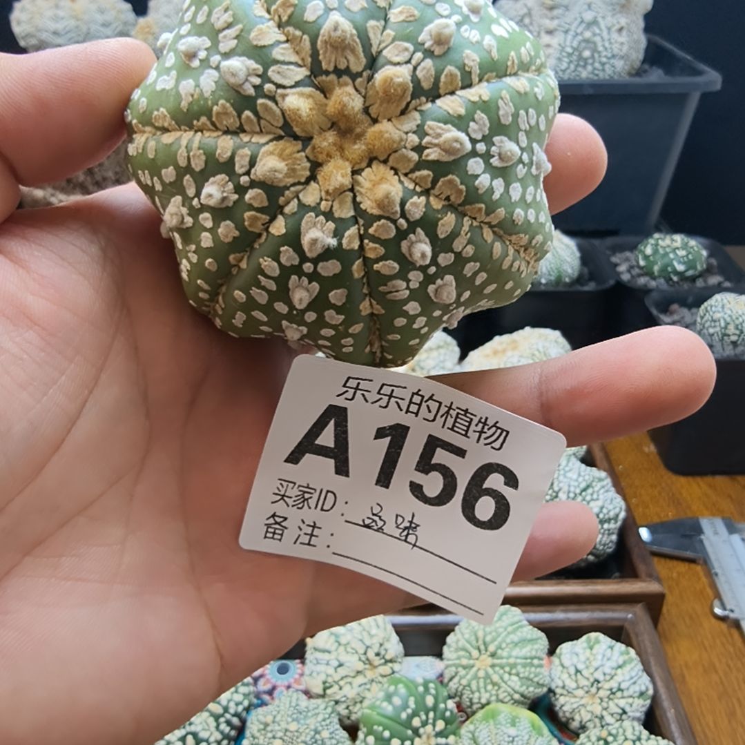 品***味7.4公分翠皮琉璃V兜哈哈