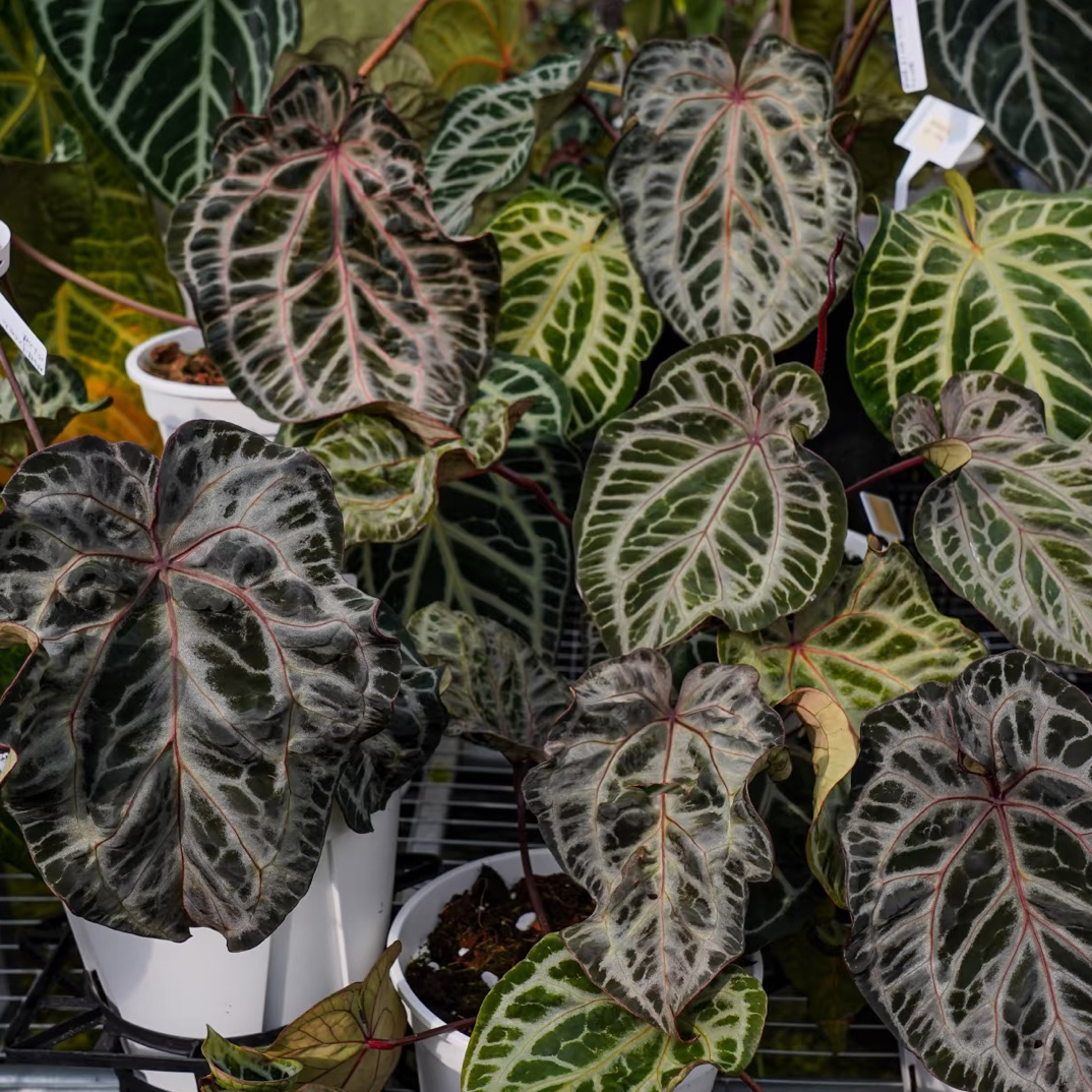 粉柠檬杂红水晶  花烛 天南星科植物 室内植物