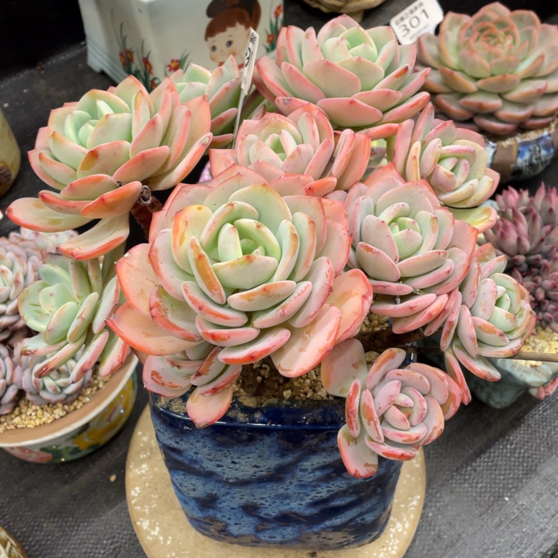 弥鹿之森一物一拍