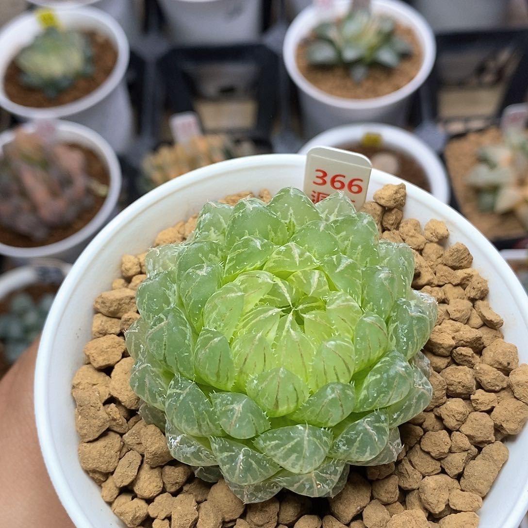 红陶366号糊斑翠云玉露锦