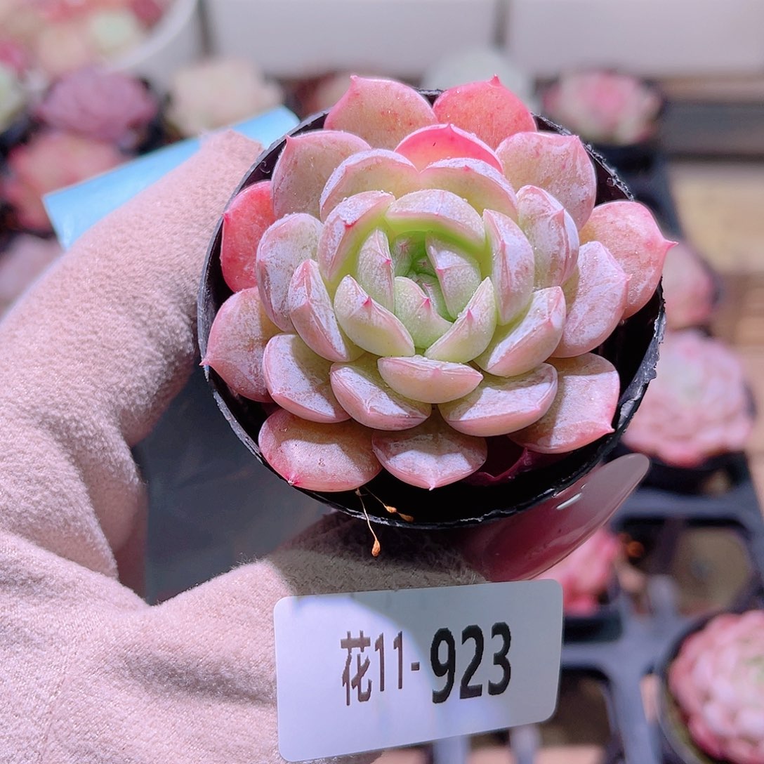 花利美11-923新品