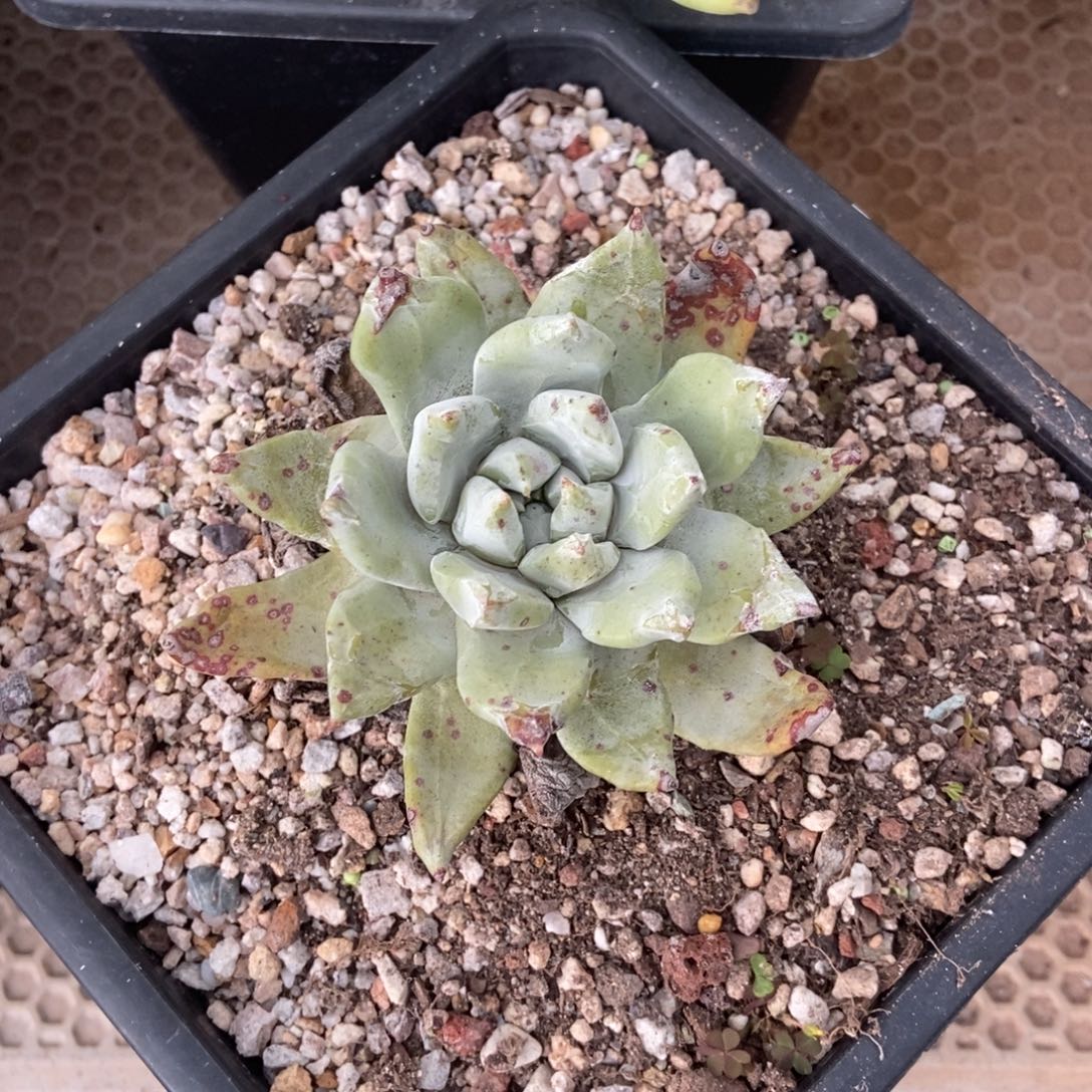 帕翠莎多肉植物啦啦啦