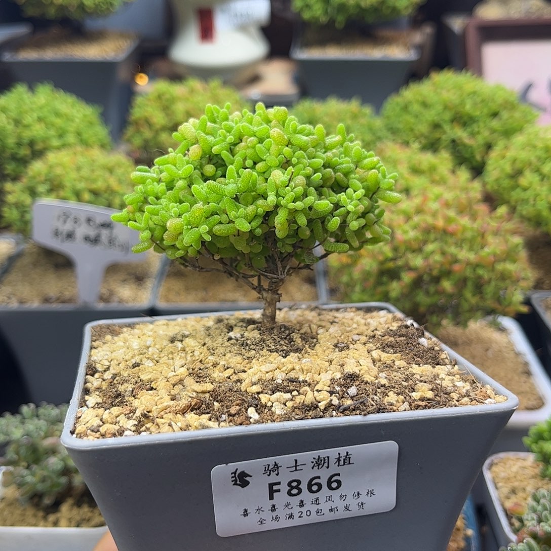 866蜜橘糖球枝干多肉