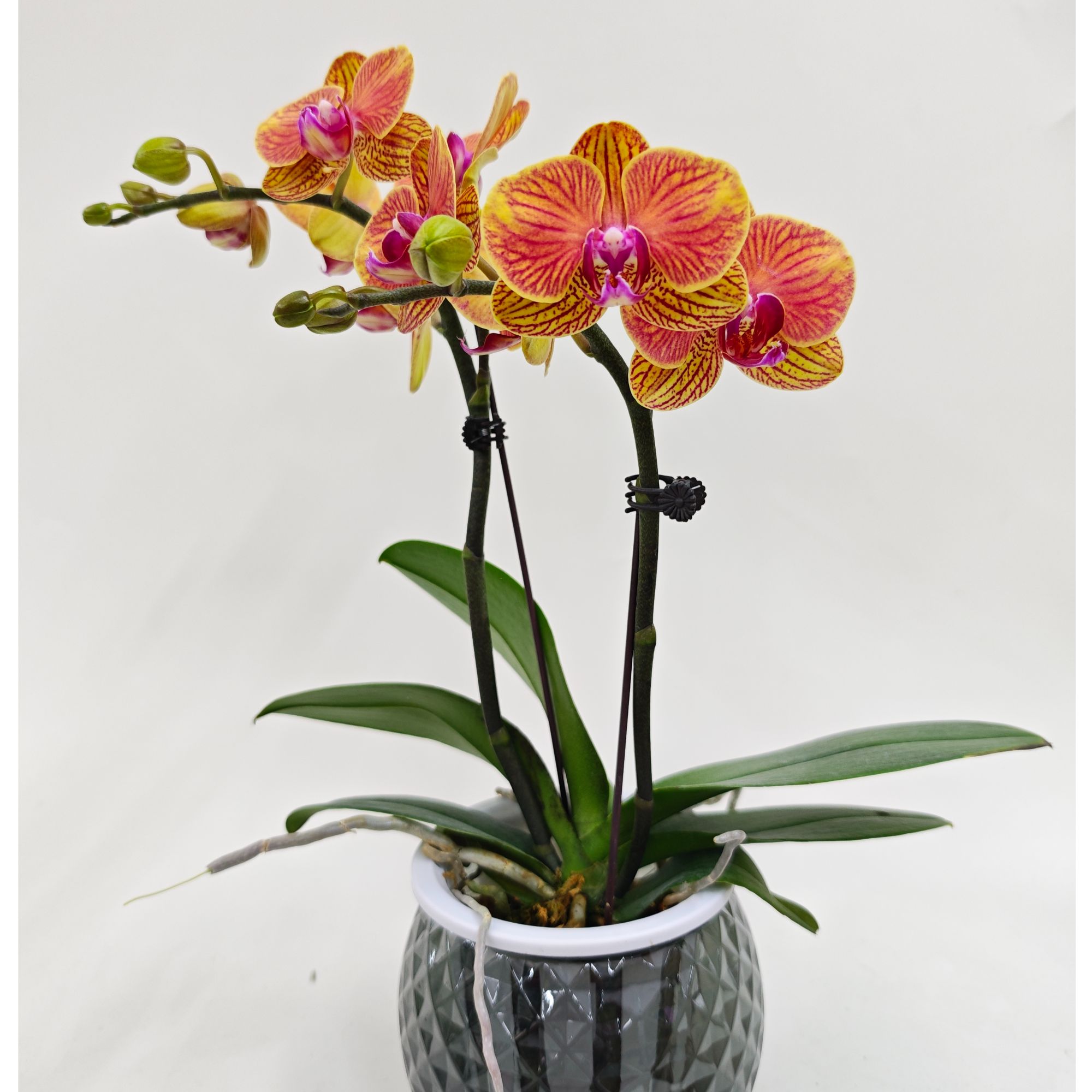 蝴蝶兰【吉利】鲜花盆栽室内观赏花花佛山基地直发好养易活