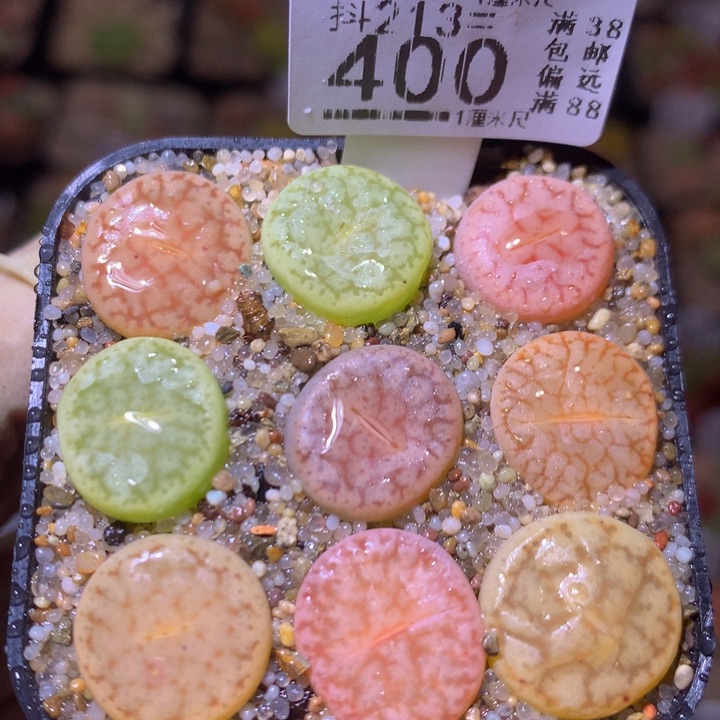 精品生石花213.400