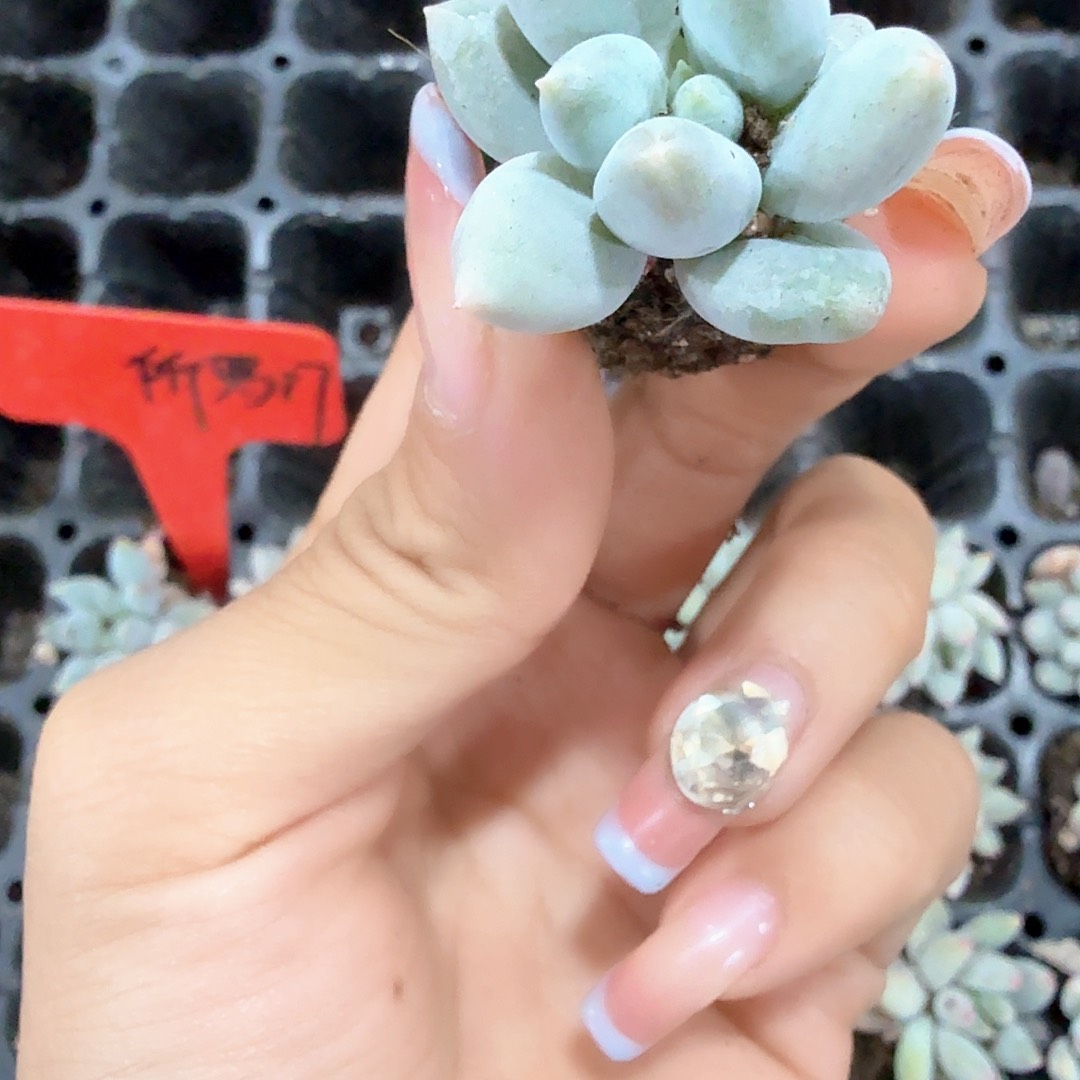 所罗门穴苗 3颗一组