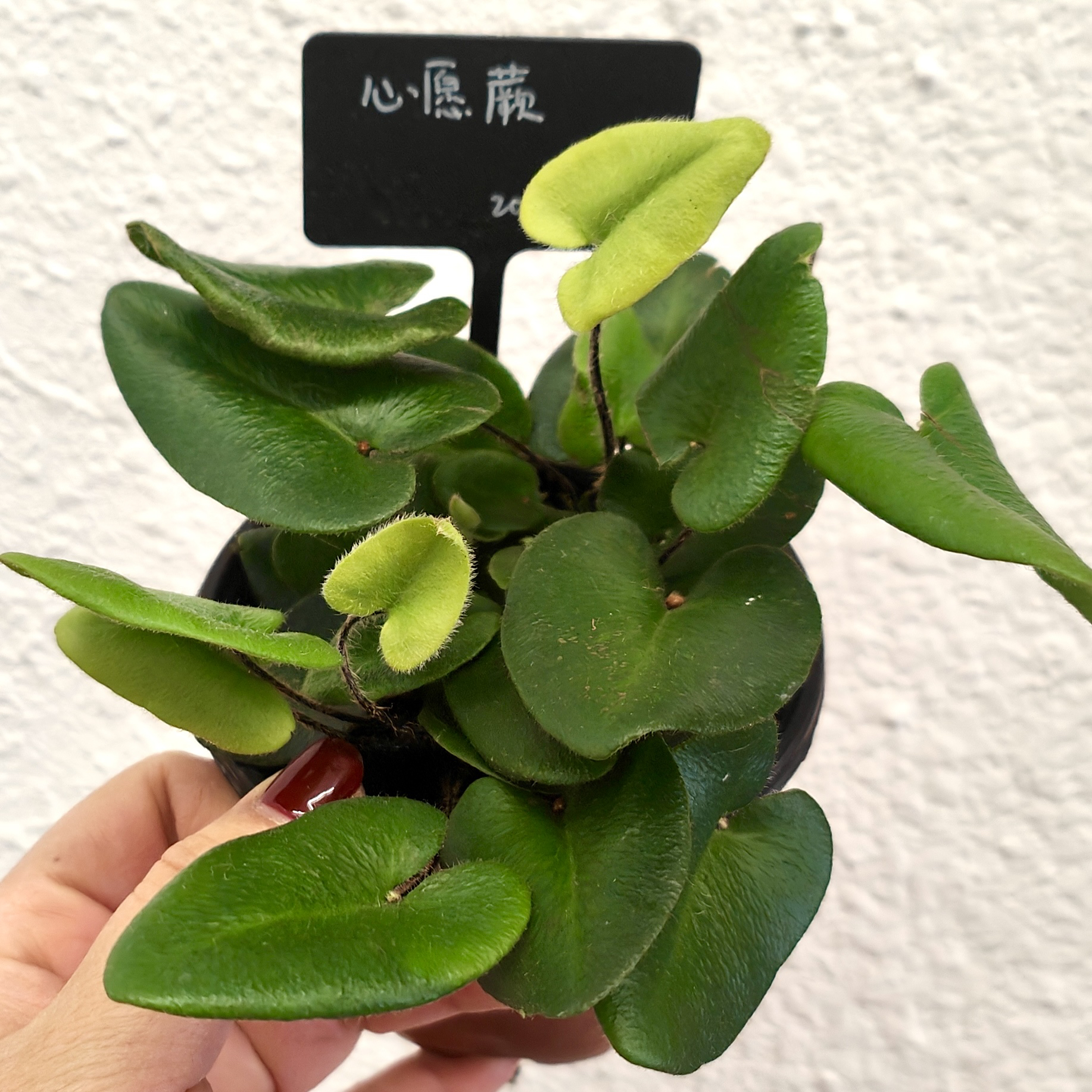 心愿蕨室内桌面小植物蕨类喜水绿植盆栽育苗盆现货