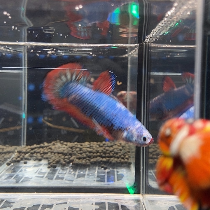 斗鱼黑123号巨丢将军