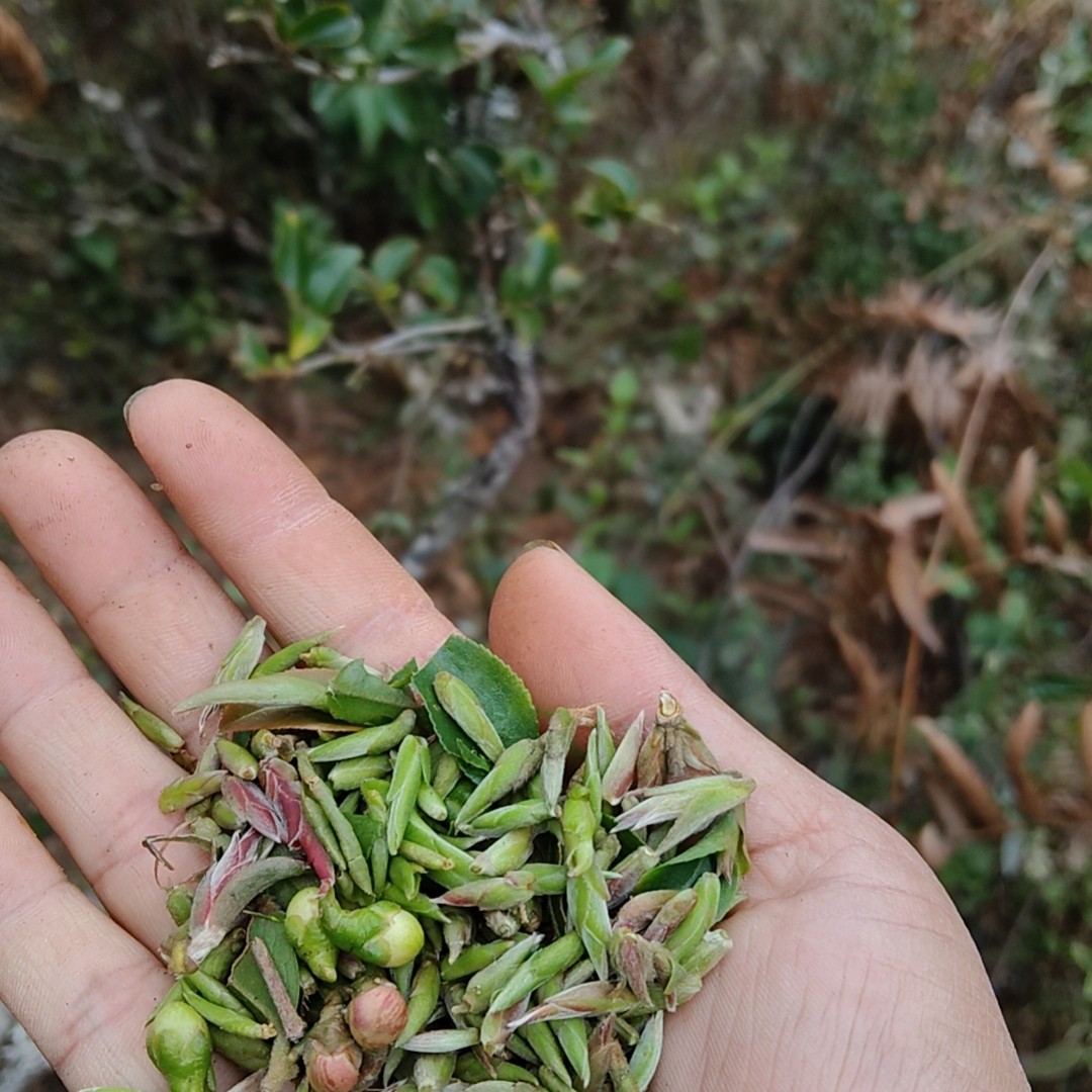 紫芽！果香蜜香花香 口感柔甜带玫瑰花香！