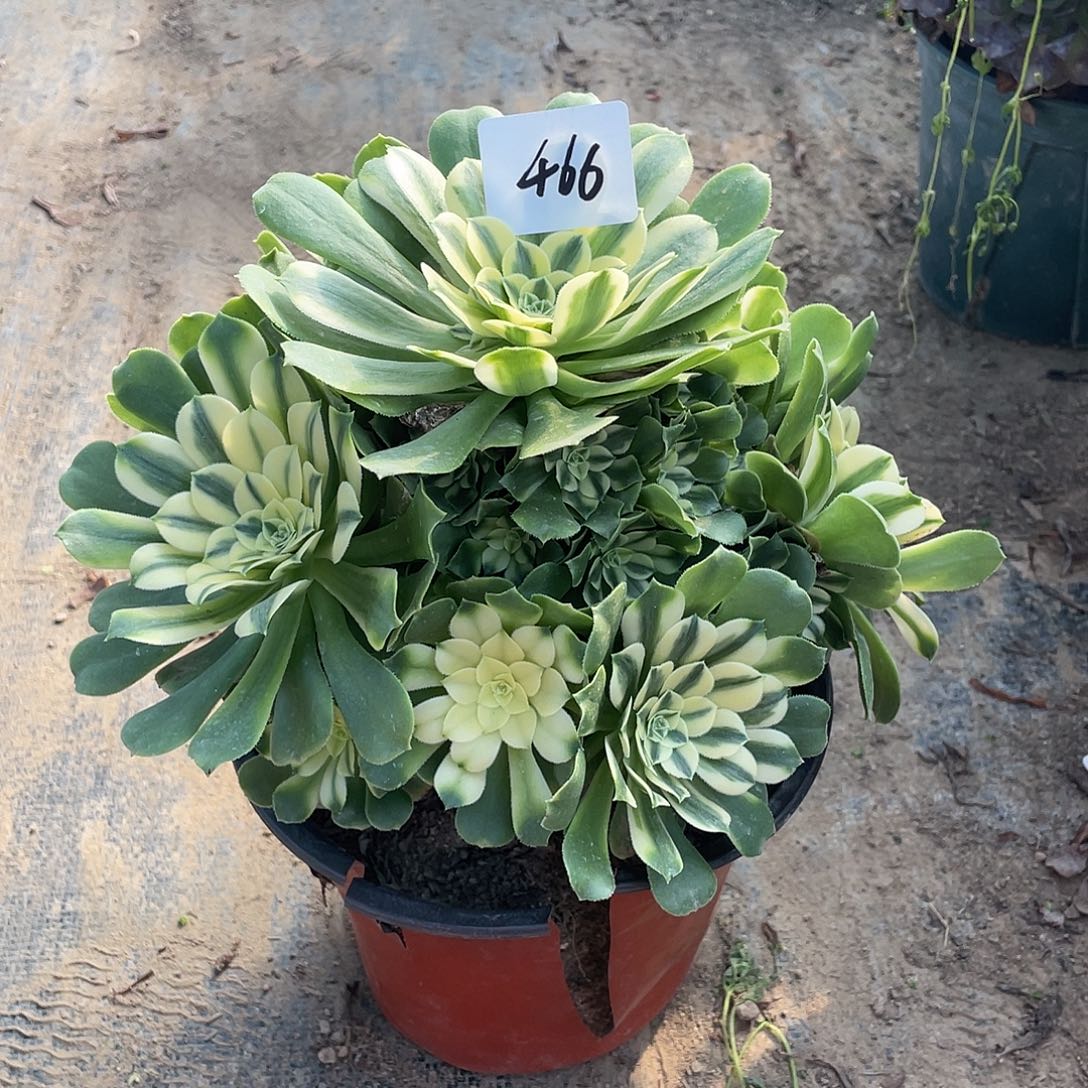 466法师植物辛尼亚