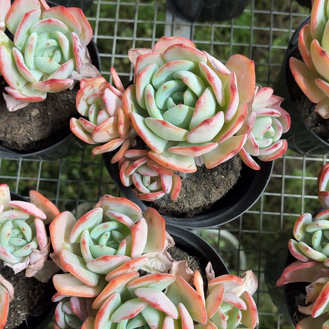 白月光老桩群生15㎝左右