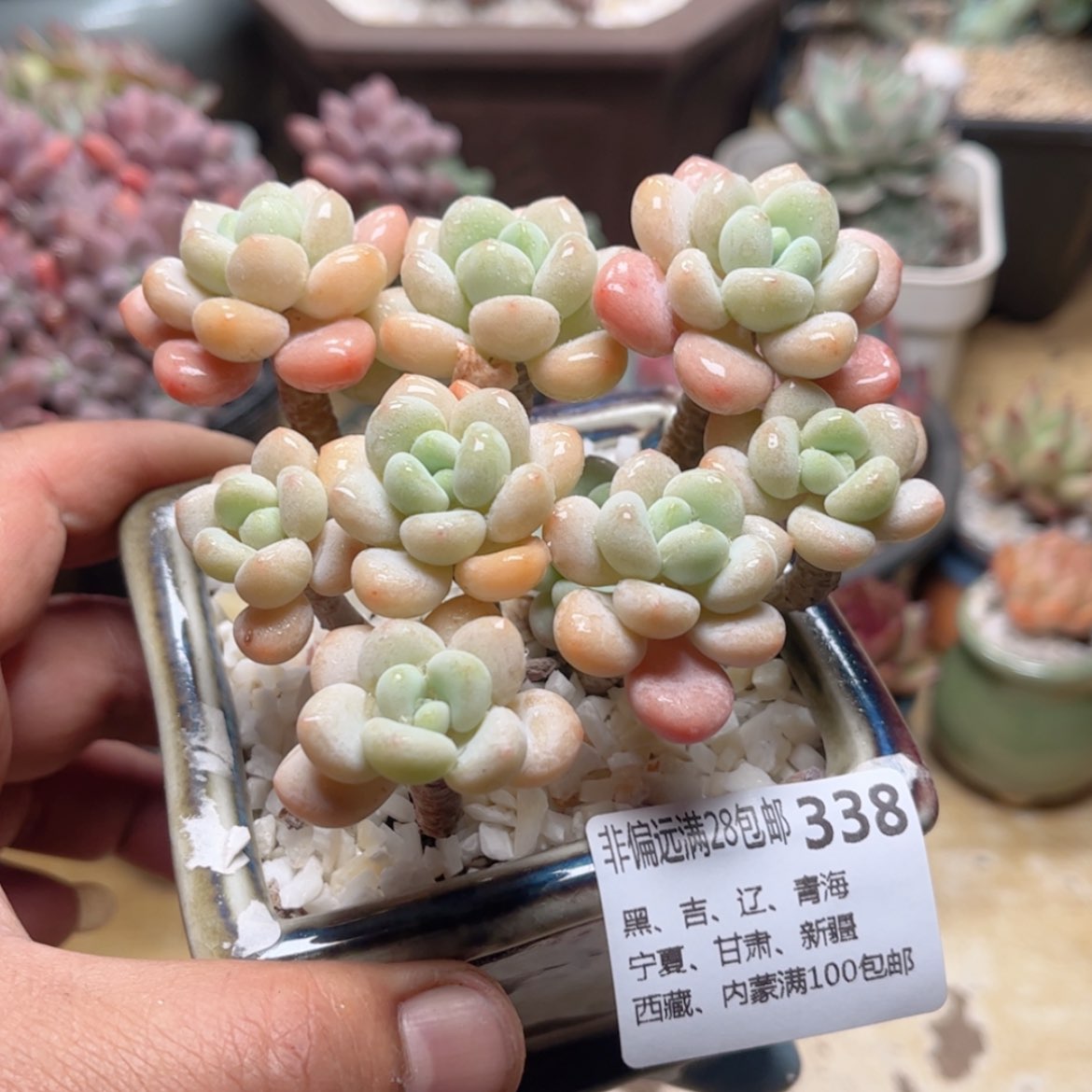 【闪购商品】338白奶糖