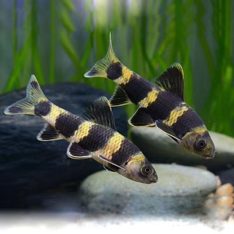 华鳈原生态土生土长溪流鱼冷水鱼观赏鱼