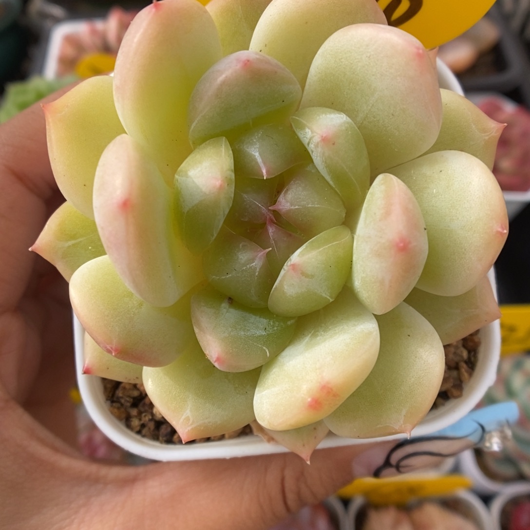 钻心珍妮6690号。     