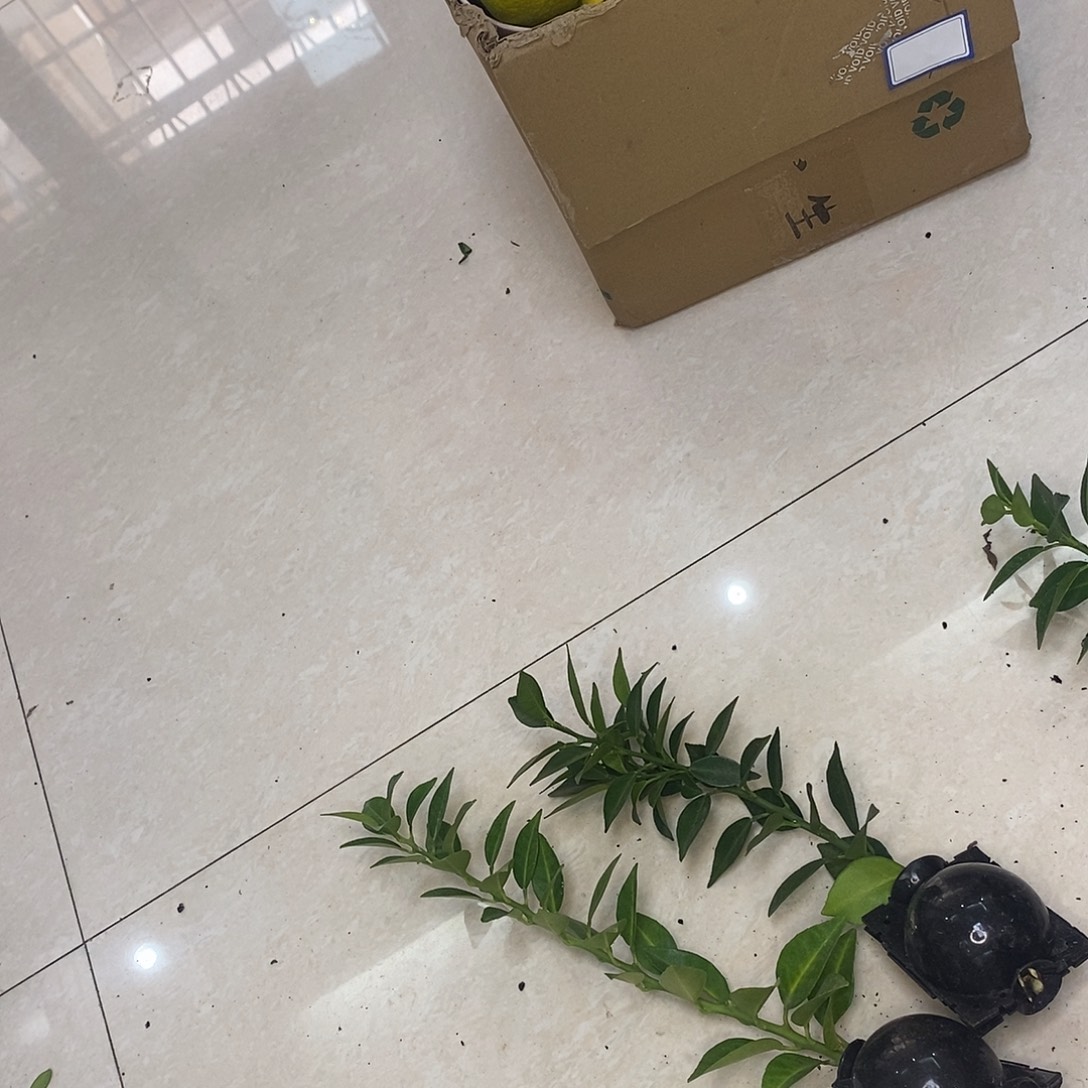 无花朵办法办法办法办法干把房干把房干把房干八