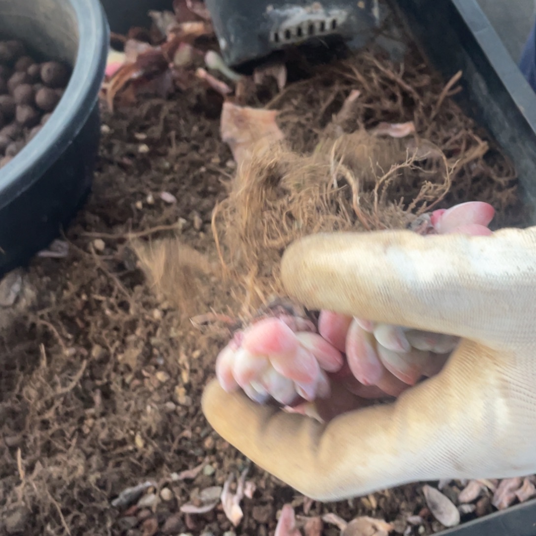 铛***铛冰玉一物一拍链接