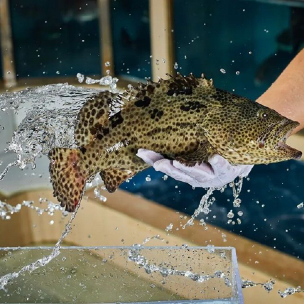 （鲜活）正宗老虎斑石斑鱼（多规格可）