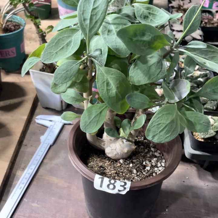 183超大紫背美尻厚墩菊