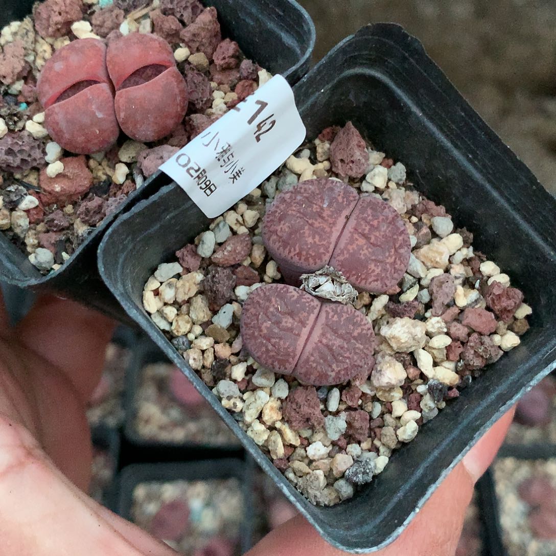 秋E142多肉植物保护研究所