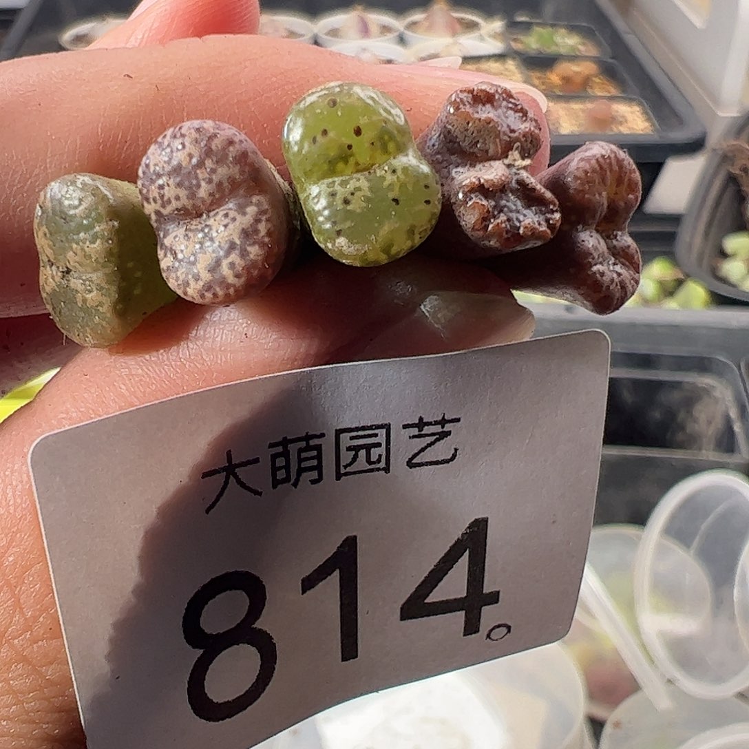 一物一拍。       814