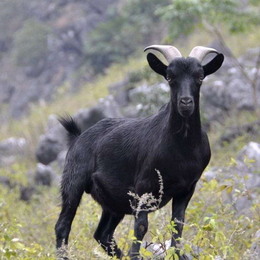 贵州散养跑山百草羊