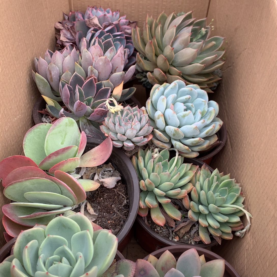 101一箱十棵不重复