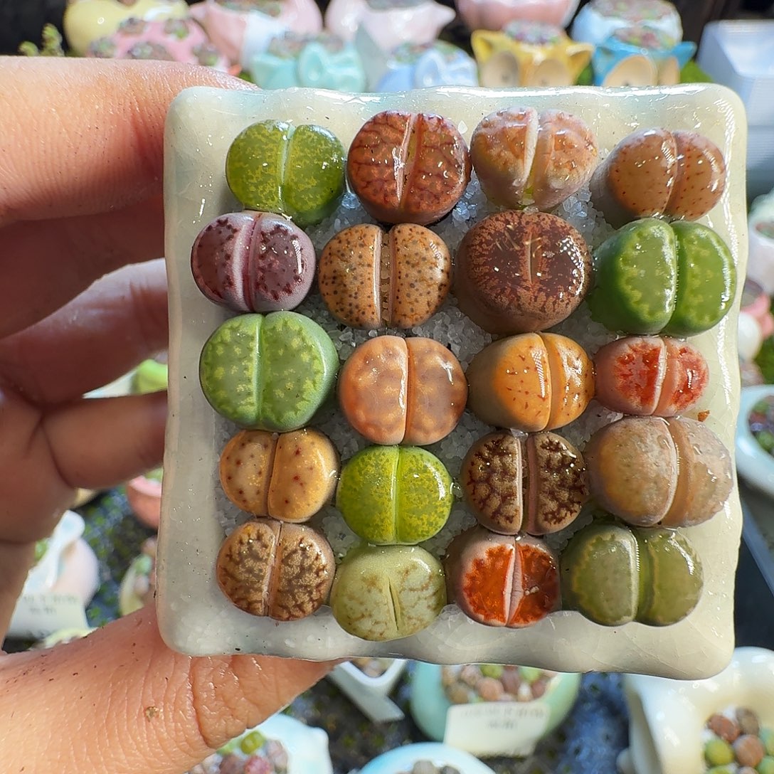 天***舞多肉葡萄的味道1128