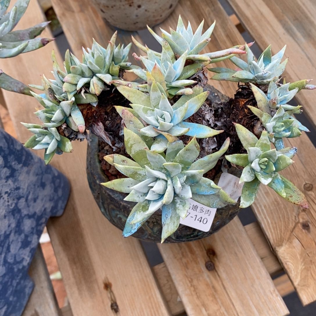 140号苹果叶粗腿子