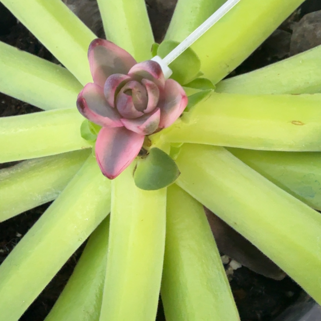 赫拉锦，多肉锦多肉