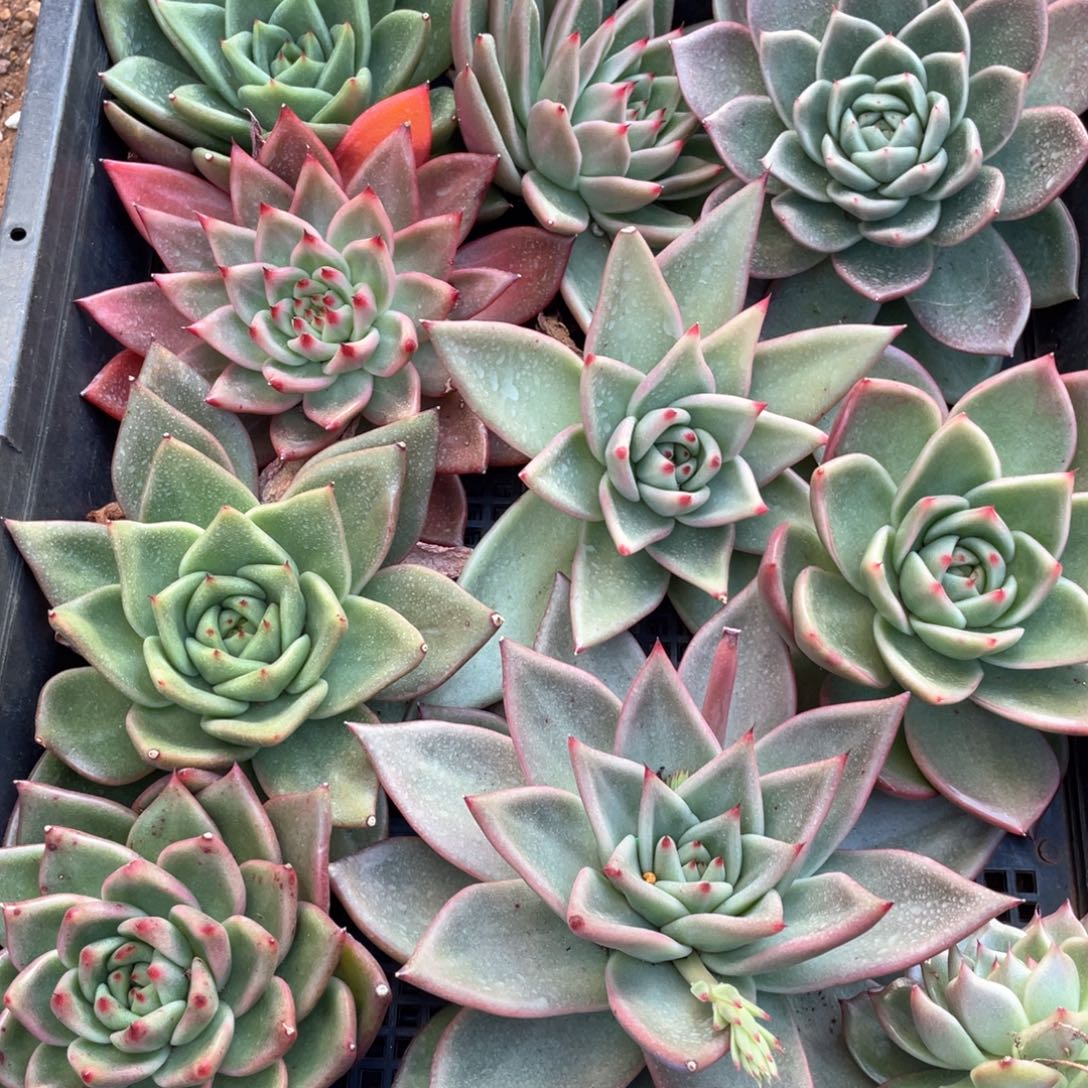 一筐特价福利不售后多肉3011