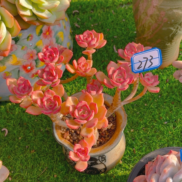 谢谢你的支持0000000273