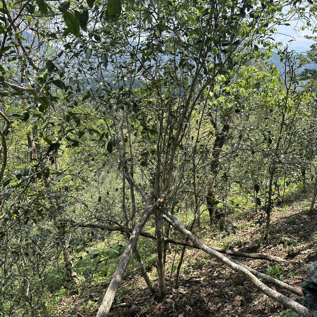 特价2025曼松王子山挑地乔木头春60克！（有点黄片），拆封不退！