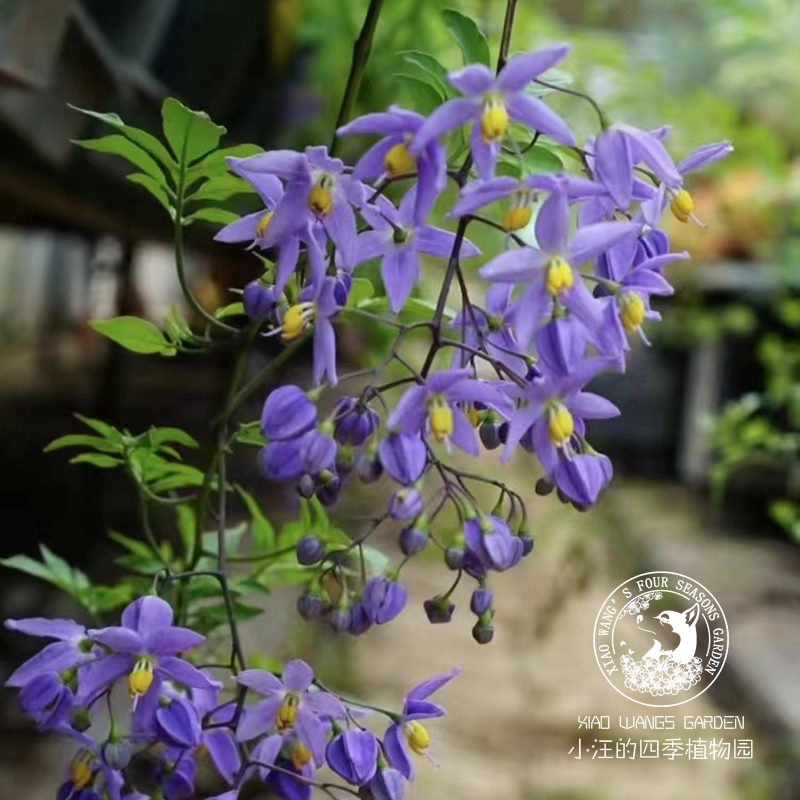 蓝花悬星藤 四季开花藤本 垂吊盆栽花苗 灌木植物 多年生阳台庭院
