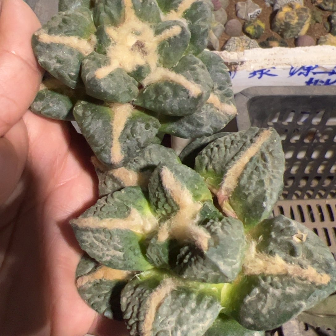 福利两颗龟甲牡丹仙人球