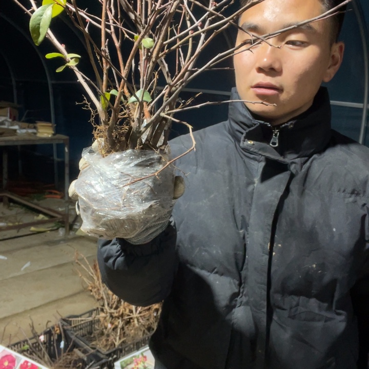 榠栌海棠花一颗苗