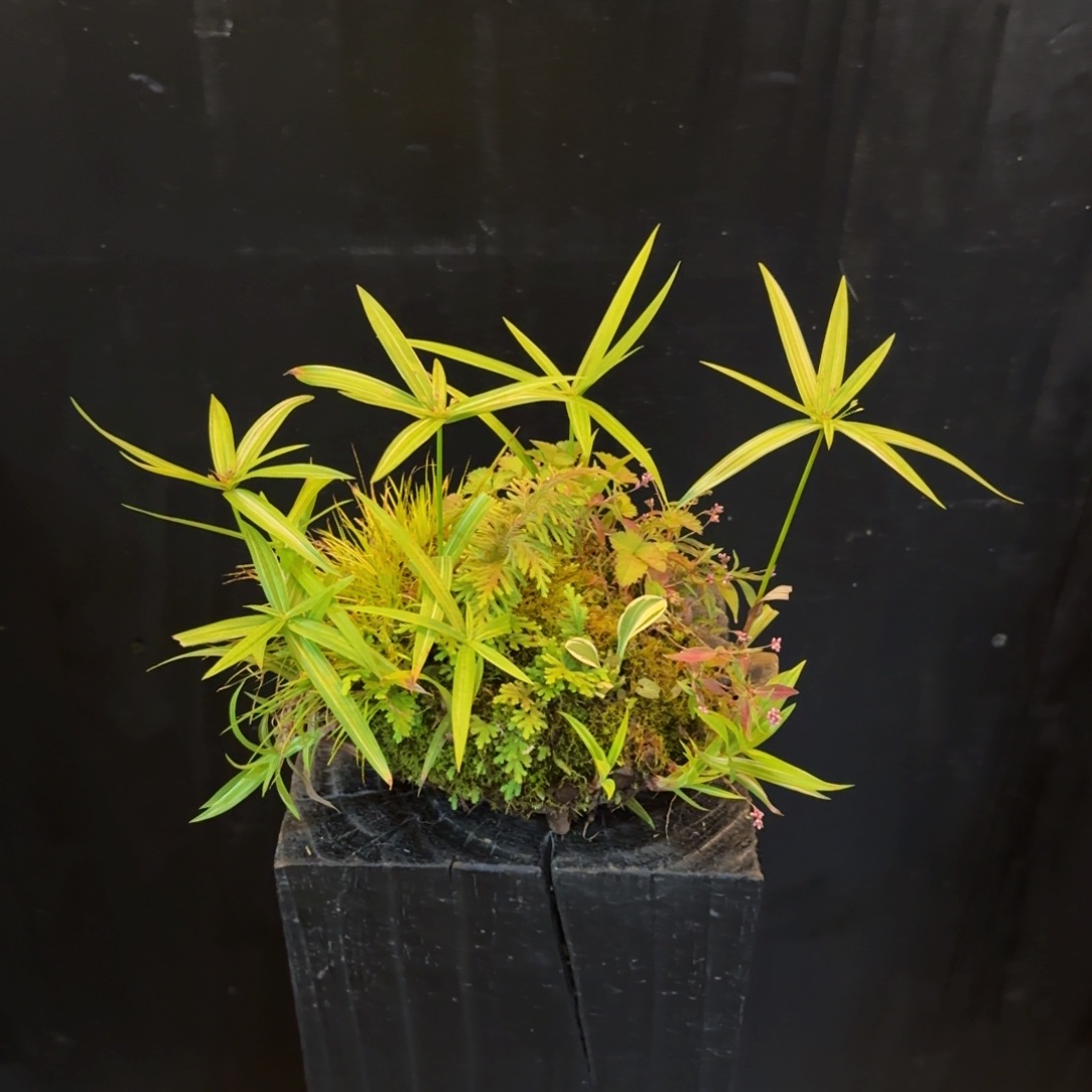 无花朵山野草手作盆