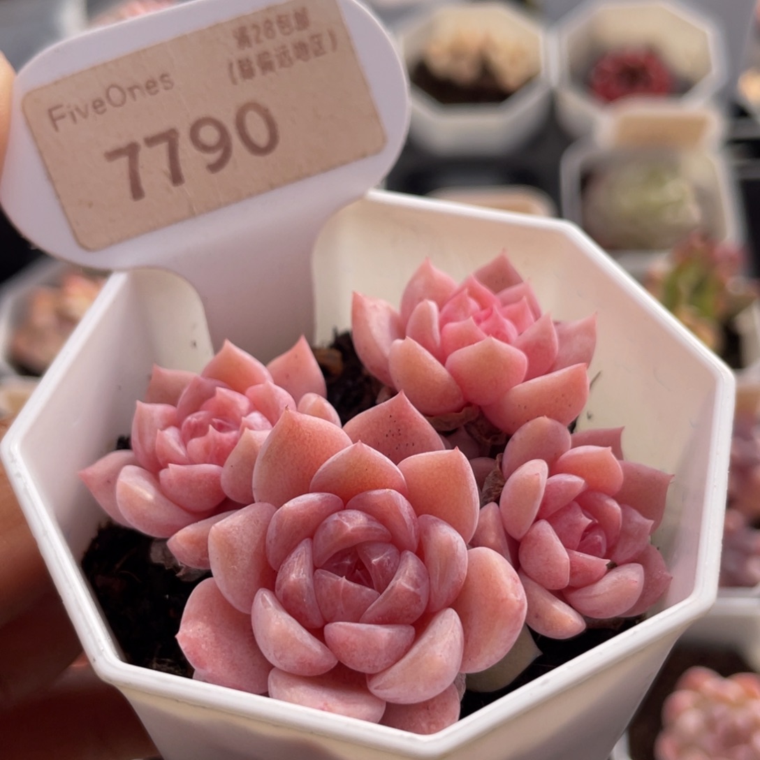 恩宠7790-6.0厘米