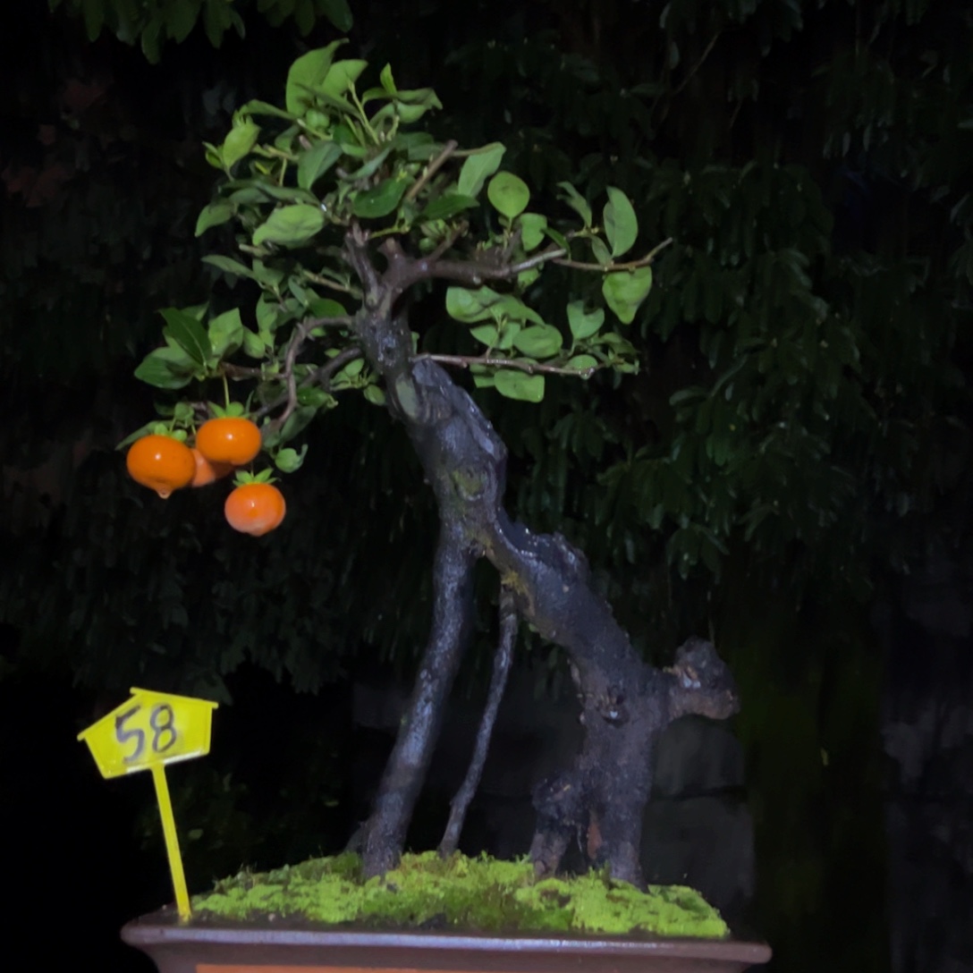 完全开放金弹子盆景一