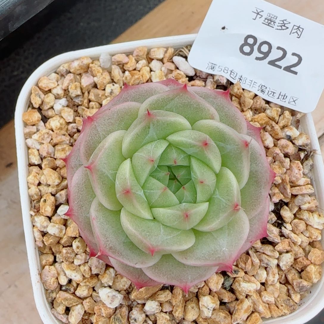 青梅，8922多肉植物