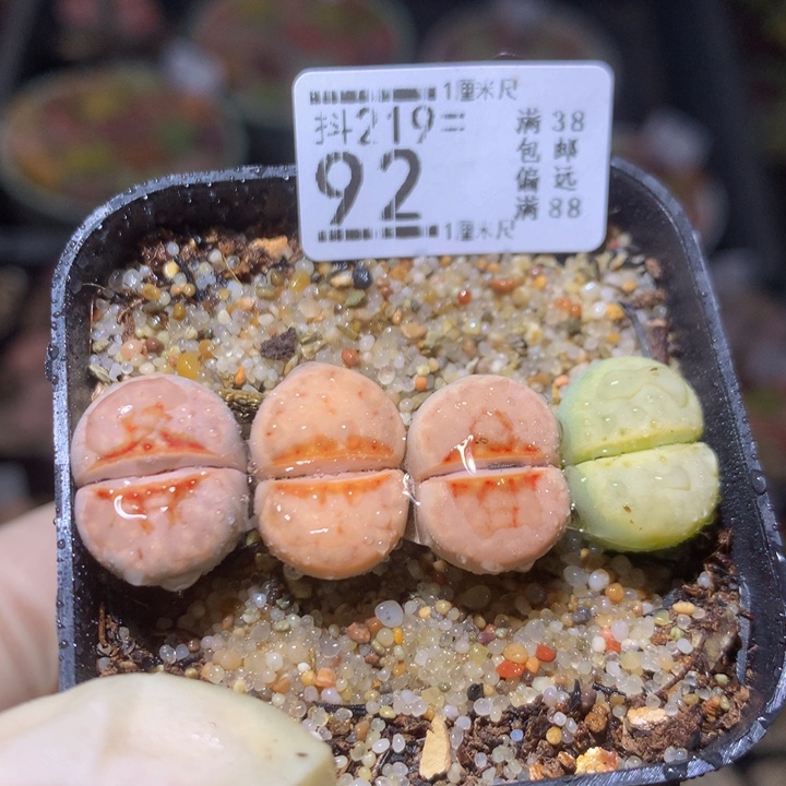 精品生石花219.92